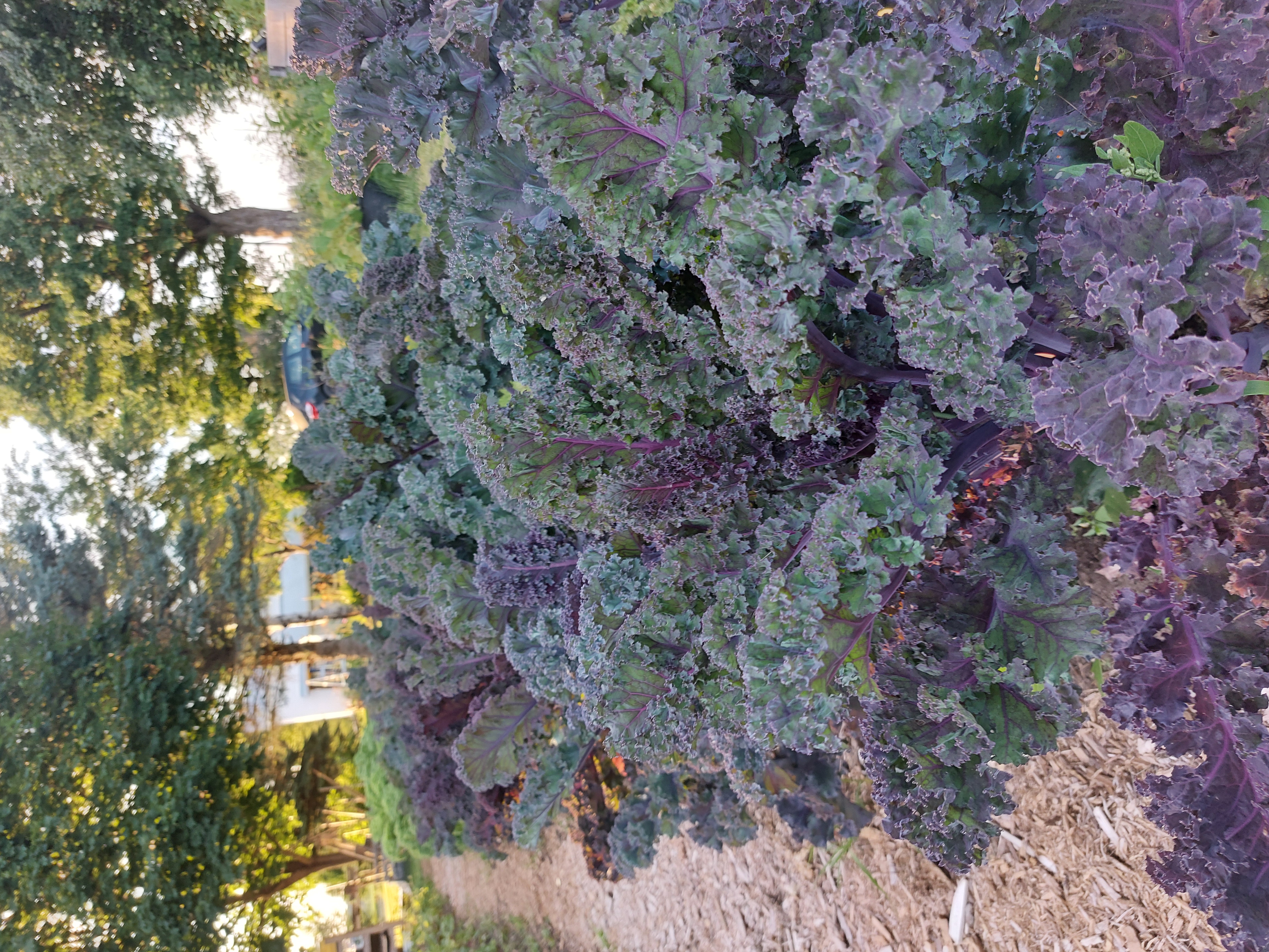 Scarlet Kale